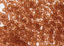 Бисер Япония MIYUKI Seed Beads 15/0 5г 0134 тёмно-топаз